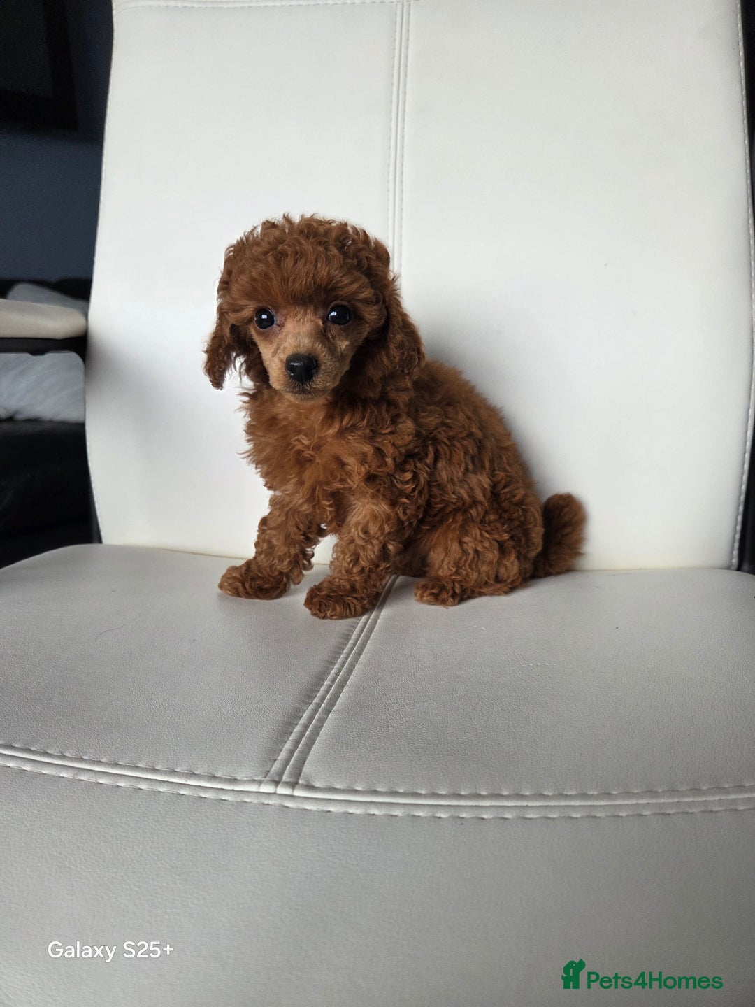 Toy Poodle dogs for sale: Tiny toy poodle red girl  - Advert 3