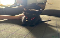Mixed Breed cats for sale: 3 black British short haired x ragdoll kittens - Image 22