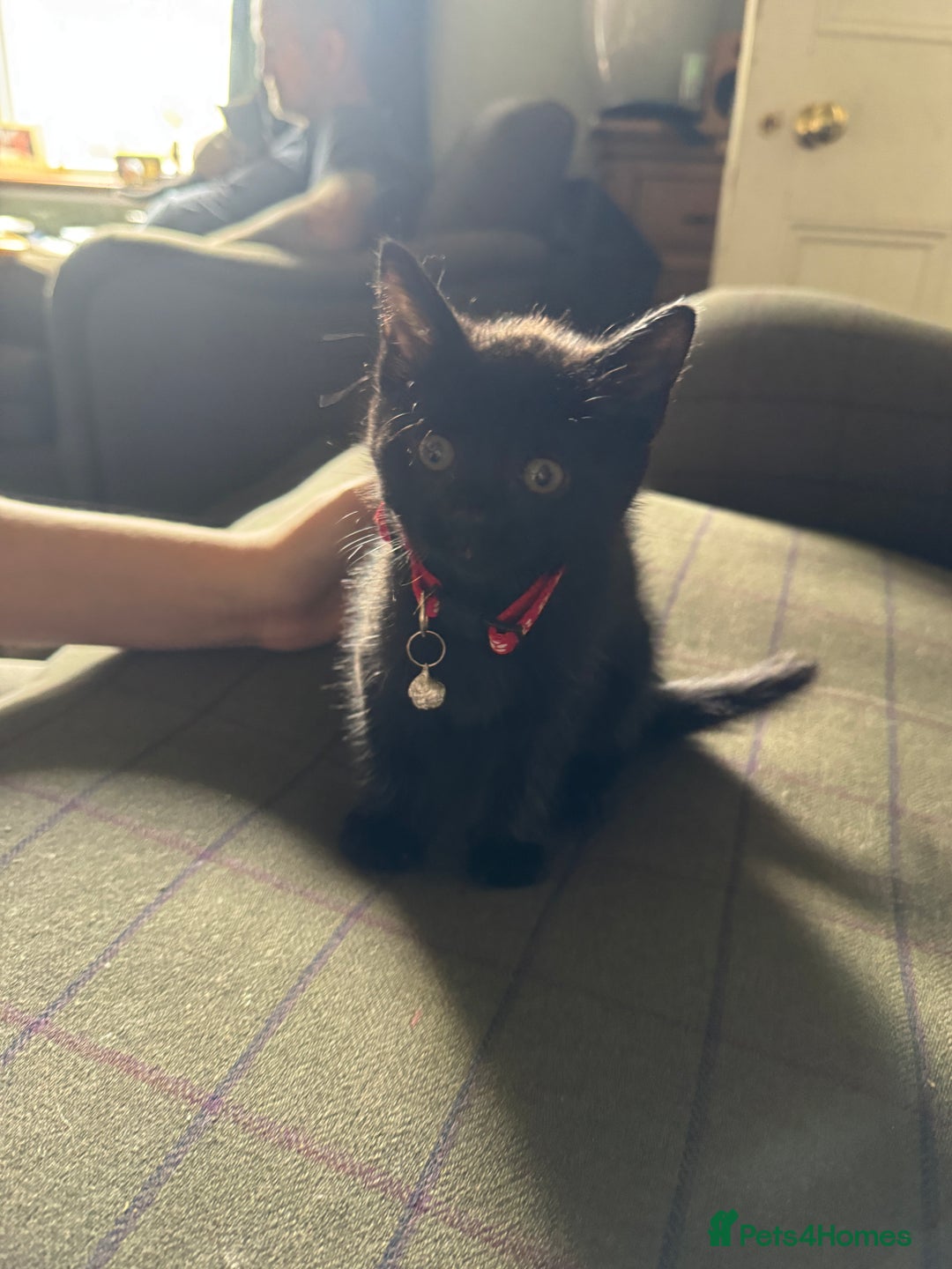 Mixed Breed cats for sale: 3 black British short haired x ragdoll kittens - Image 22