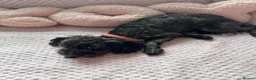 Toy Poodle dogs for sale: Little toy poodle  - Advert 15