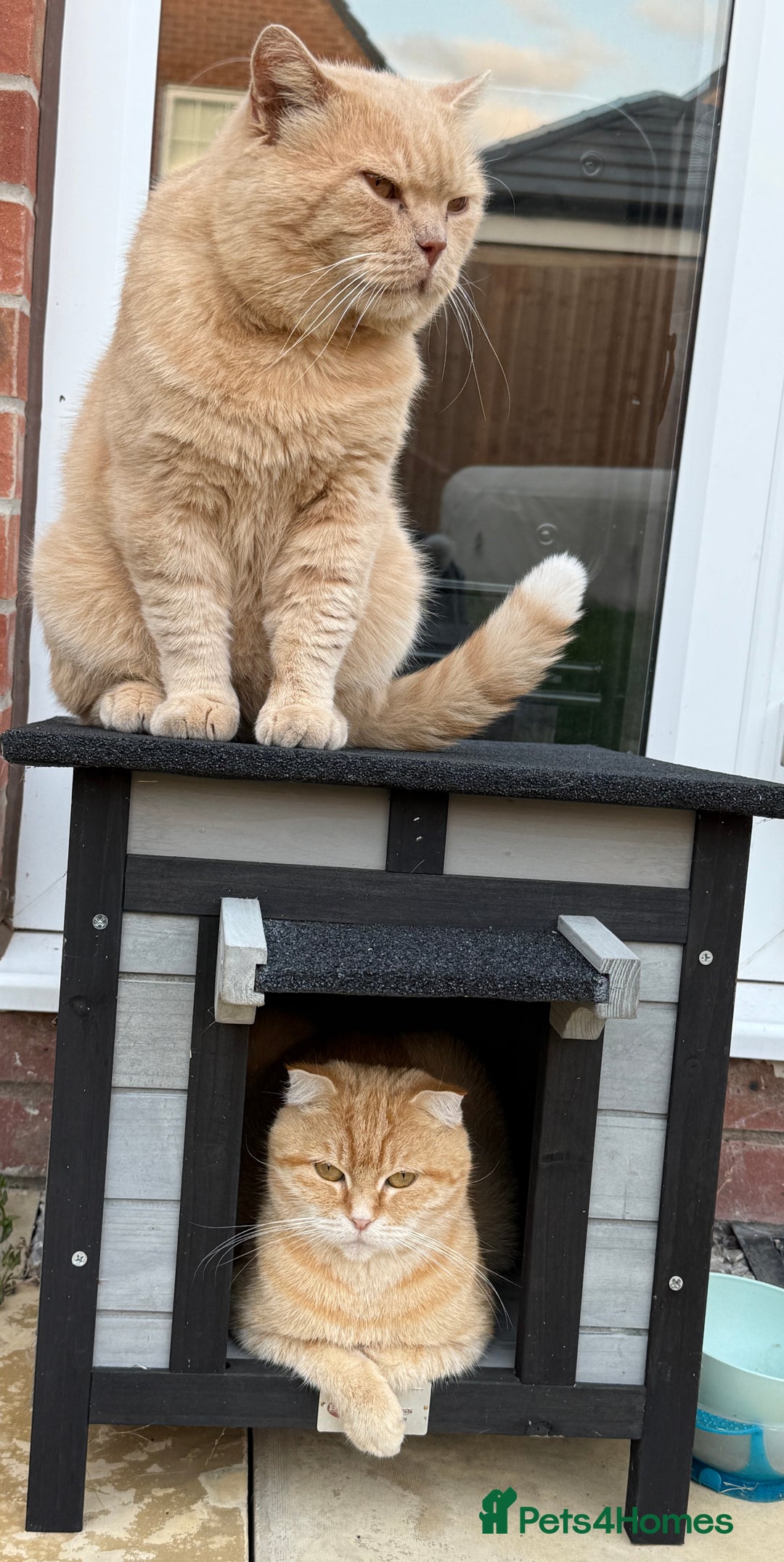 Scottish Fold cats for sale: Gorgeous ginger and creamy Scottish folds/straight - Image 12