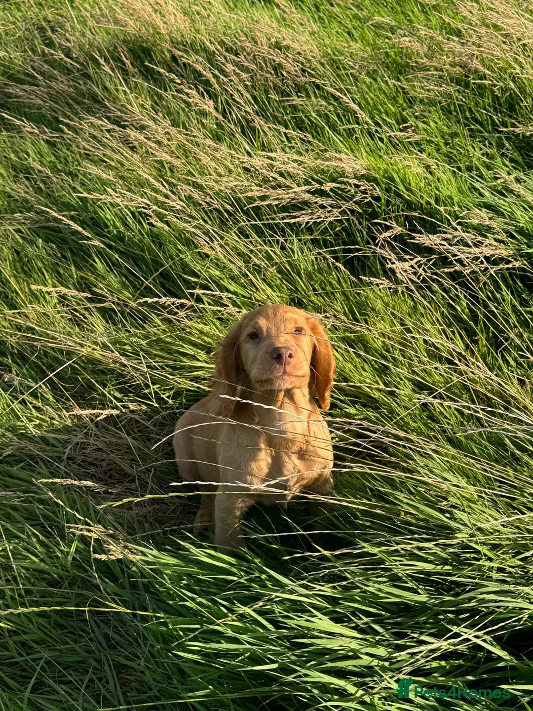Cocker Spaniel dogs for stud: Stunning Chocolate & Tan Cocker Proven Stud in Burton-on-Trent - Advert 26
