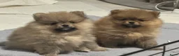 Pomeranian dogs for sale: Outstanding Teddy Bear Line - Champion blood line - Advert 1