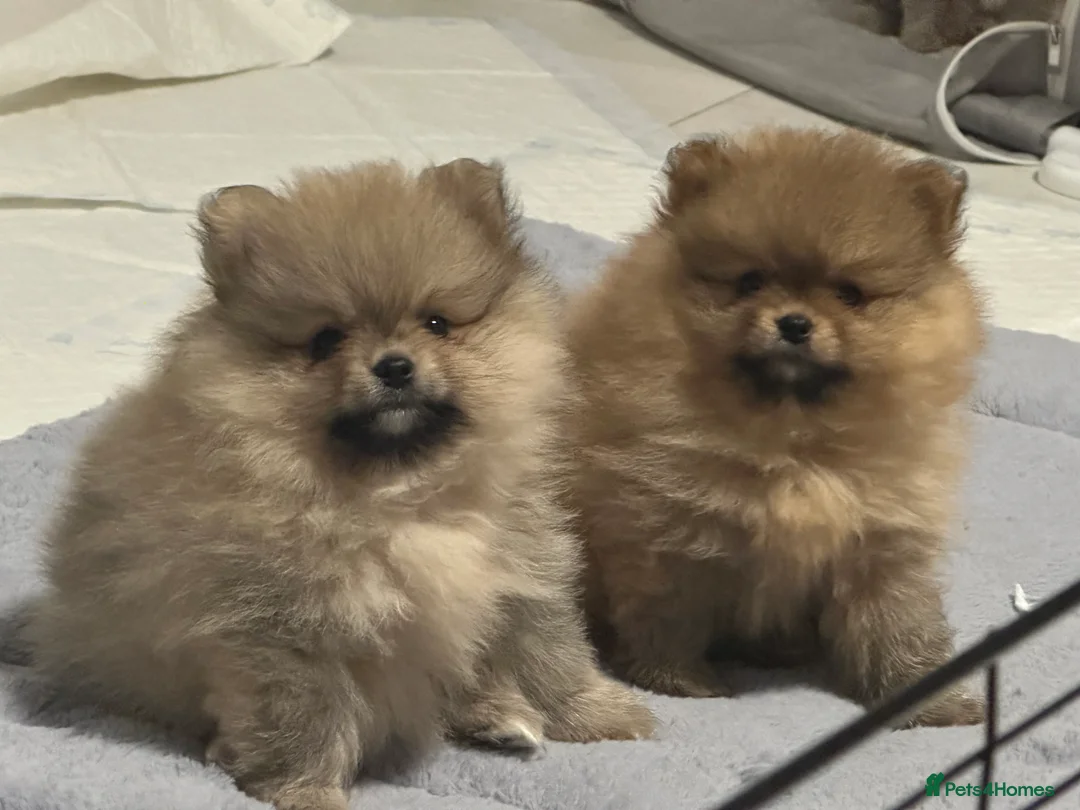 Pomeranian dogs for sale: Outstanding Teddy Bear Line - Champion blood line - Advert 1