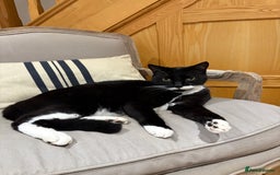 Mixed Breed cats for sale: Ralph - Image 8