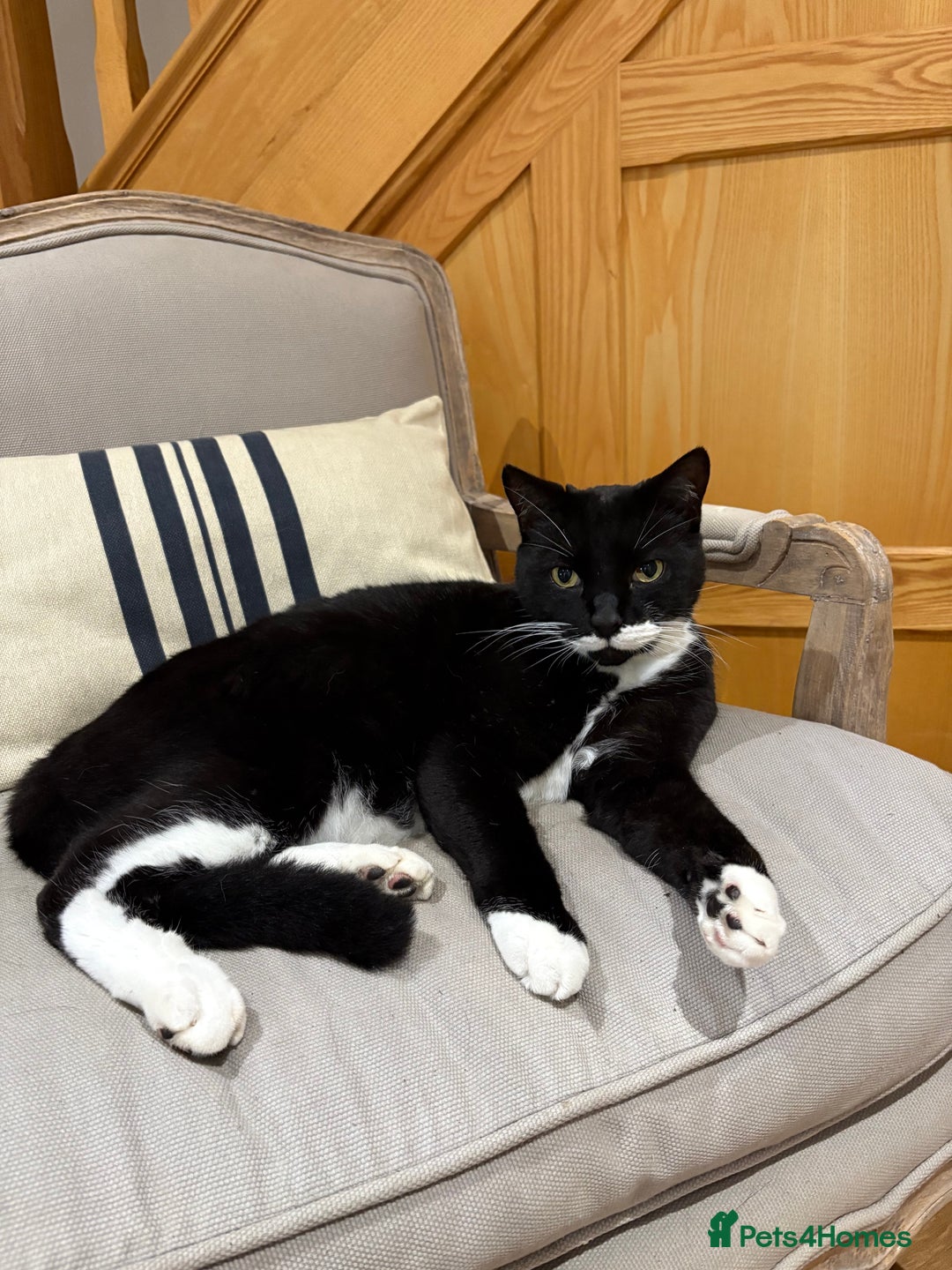 Mixed Breed cats for sale: Ralph - Image 8