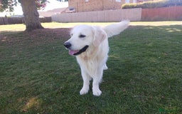 Golden Retriever dogs for sale: 2 female Golden Retrievers puppies - Image 10