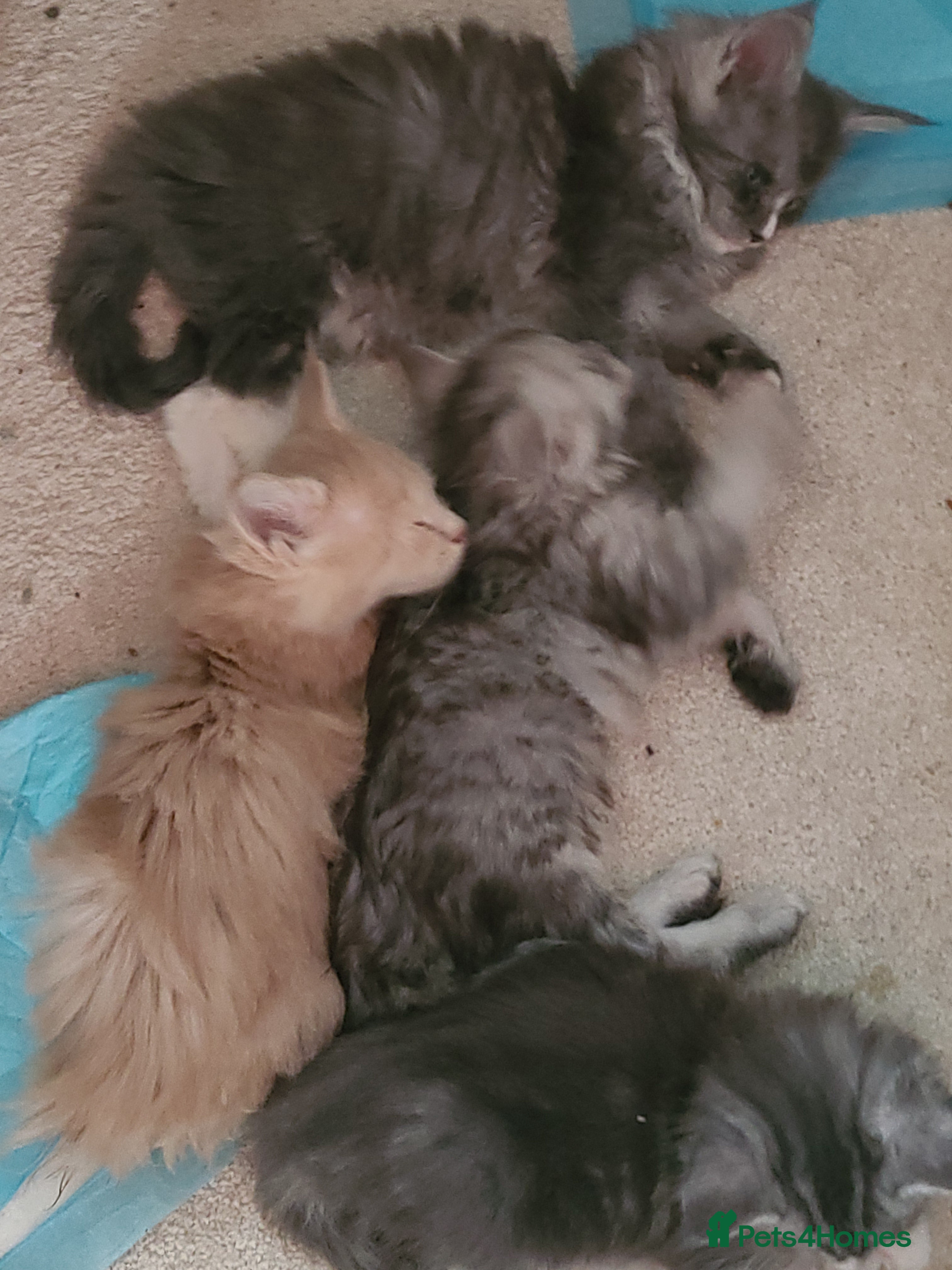 Maine Coon cats Full pedigree maine coon kittens  - Advert 2