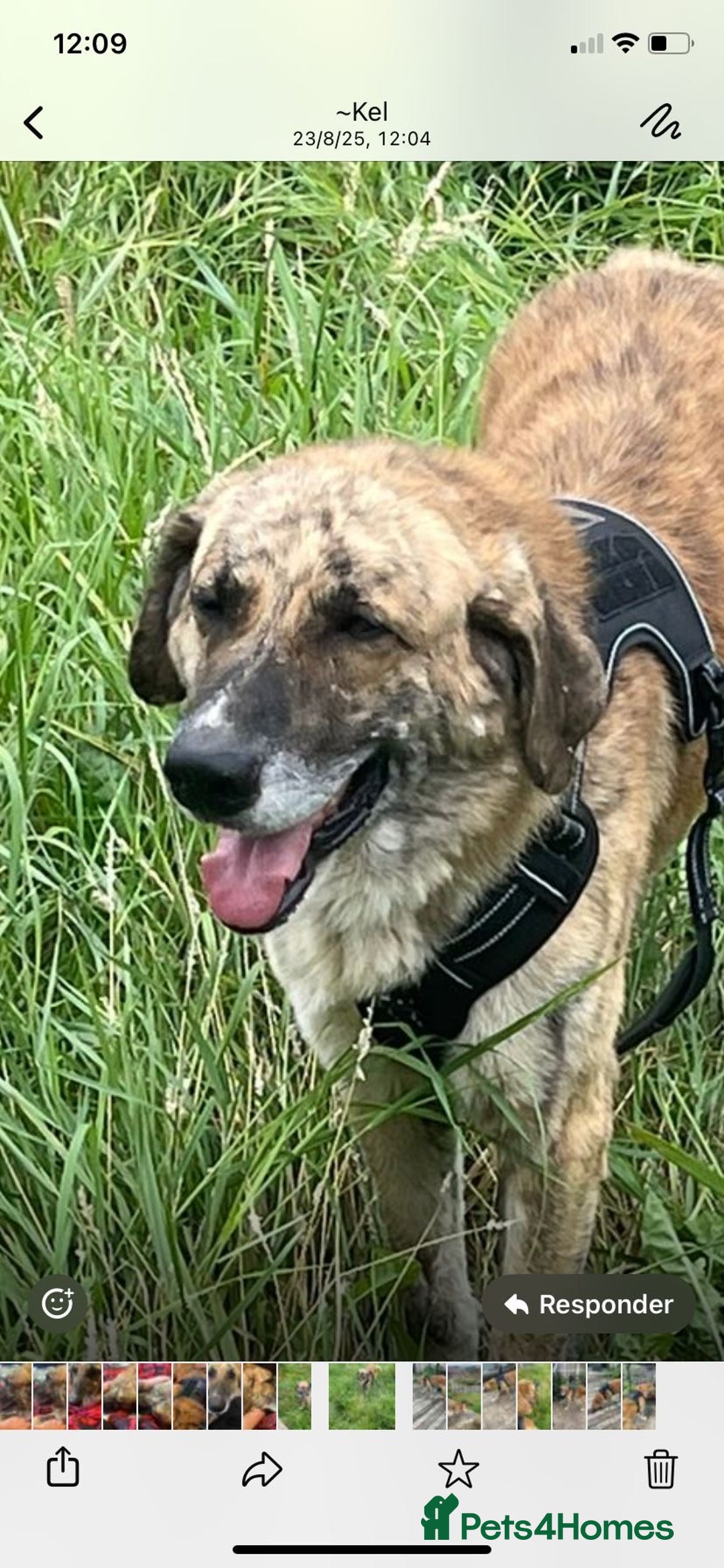 Mixed Breed dogs for adoption: 🚨 URGENT HOME NEEDED - Image 1