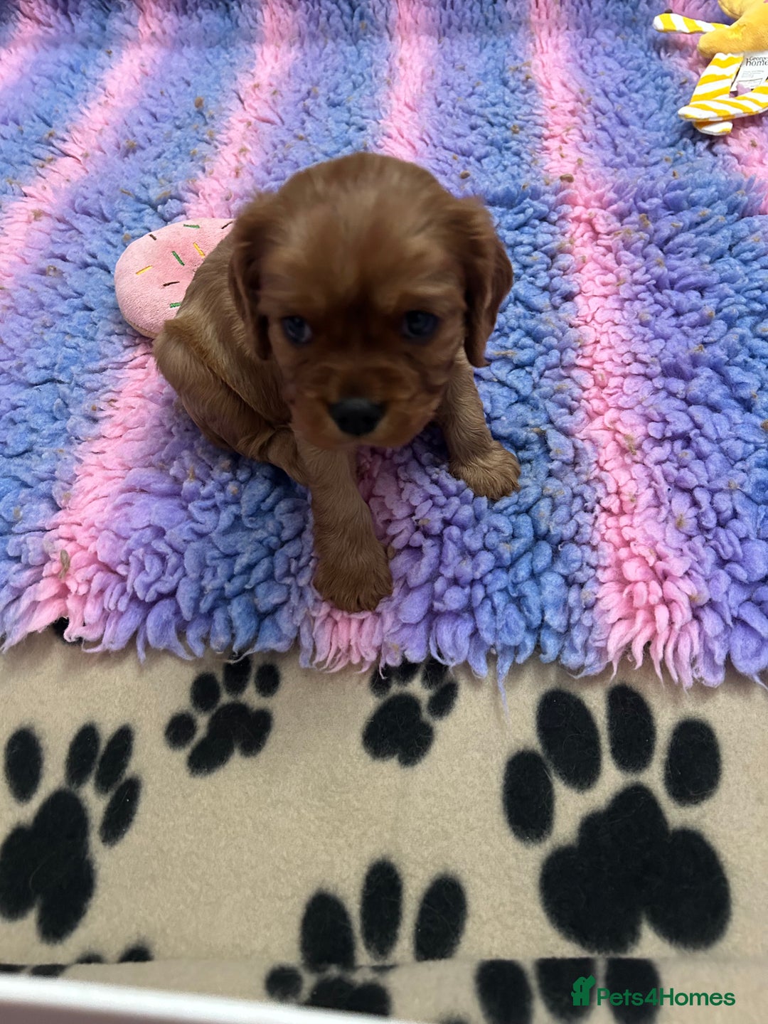 Cavalier King Charles Spaniel dogs for sale: RUBY BOY LEFT -Beautiful KC cavalier King Charles  - Advert 10