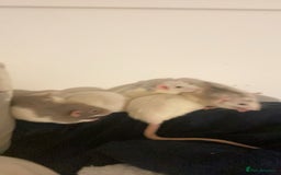 Rat rodents for sale: Rats and Cage - Image 10