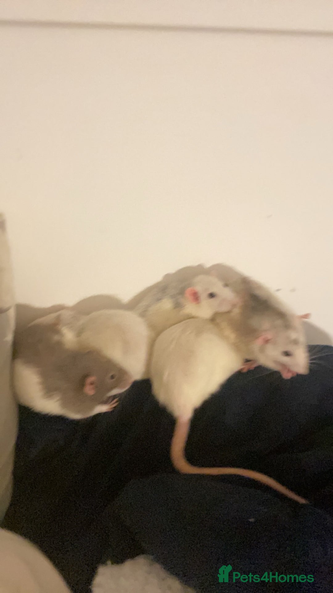 Rat rodents for sale: Rats and Cage - Image 10