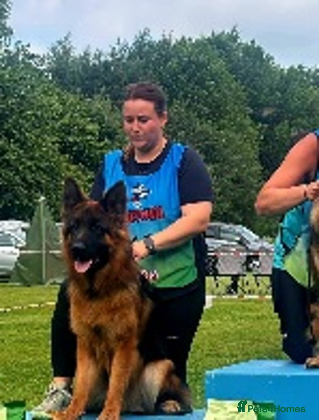 German Shepherd dogs for sale: Superb Long Coat Male for sale  - Advert 3