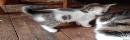 Mixed Breed cats for sale: Kittens Mixed breed (father 1/4 Bengal) - Advert 16