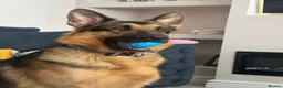 German Shepherd dogs for stud: Kc reg German Shepherd for stud   - Advert 4