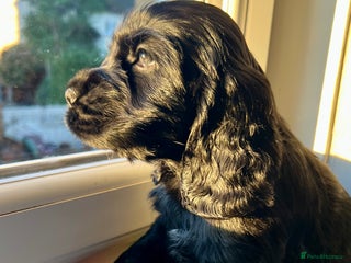 Cocker Spaniel dogs Show-Quality Cocker Spaniel Puppies - Advert 1