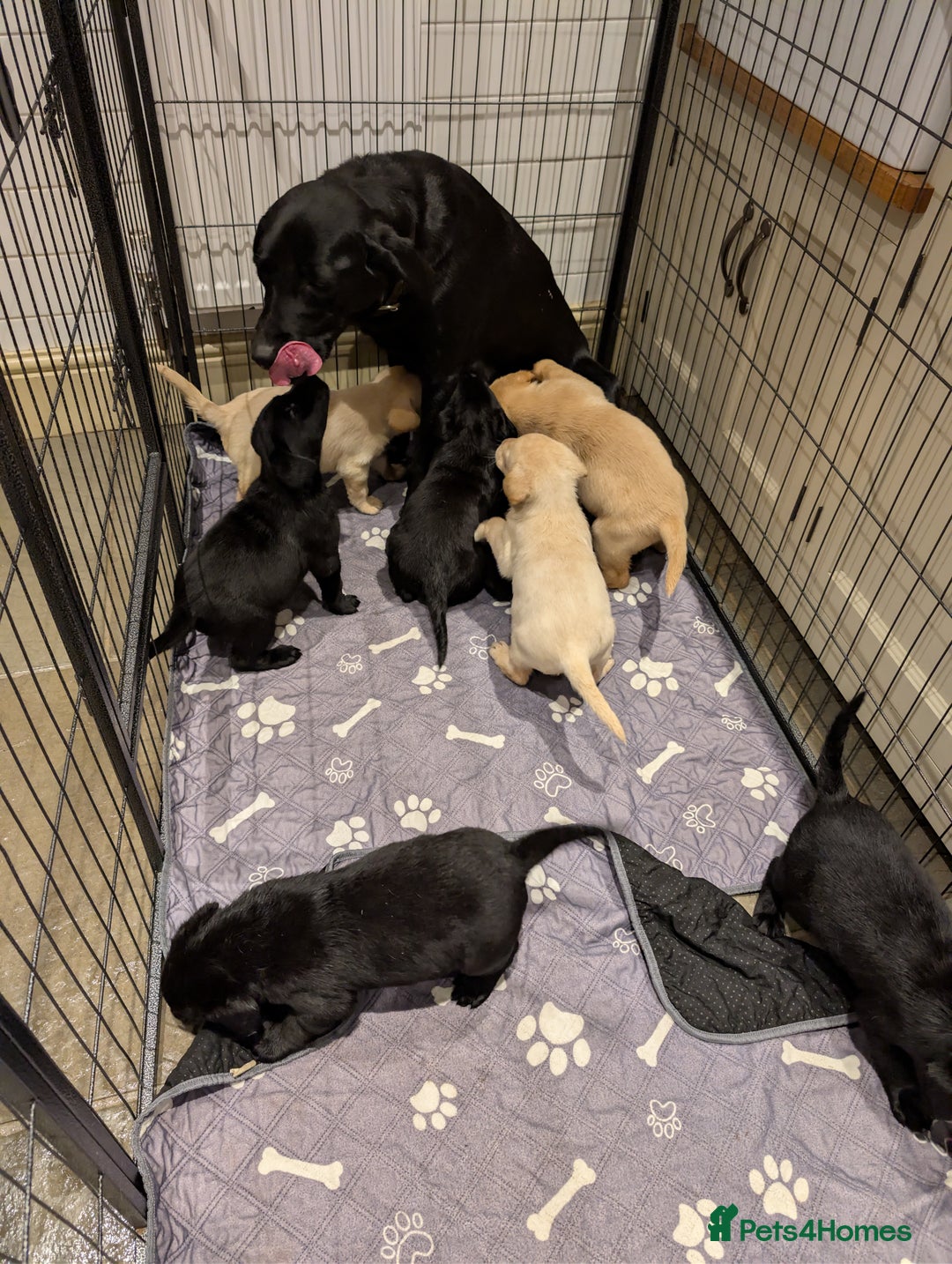 Labrador Retriever dogs for sale: Labrador Retriver Pupies For Sale - Image 20