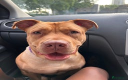Mastiff dogs for sale: Bully mastiff for rehome - Image 3