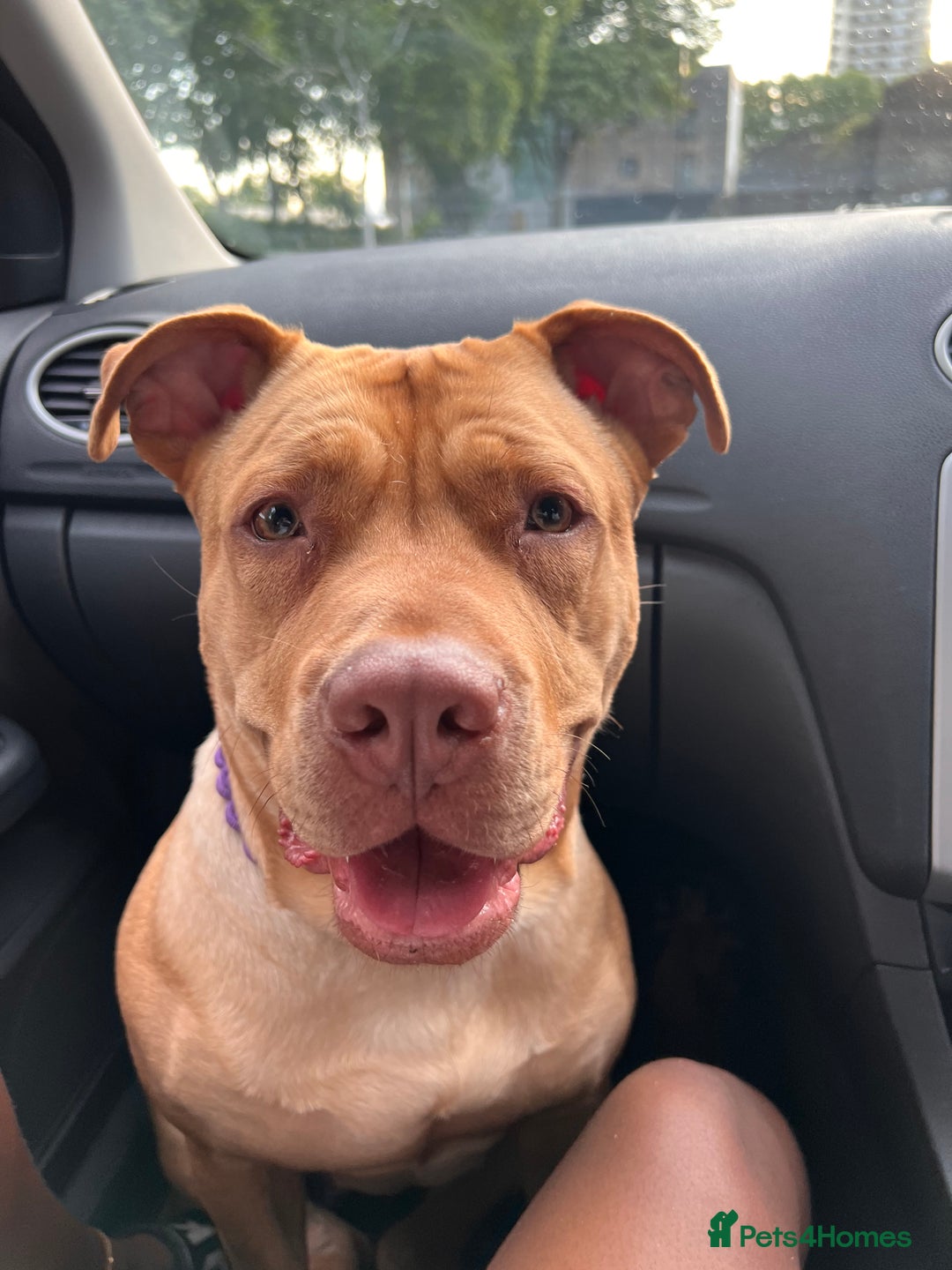 Mastiff dogs for sale: Bully mastiff for rehome - Image 3