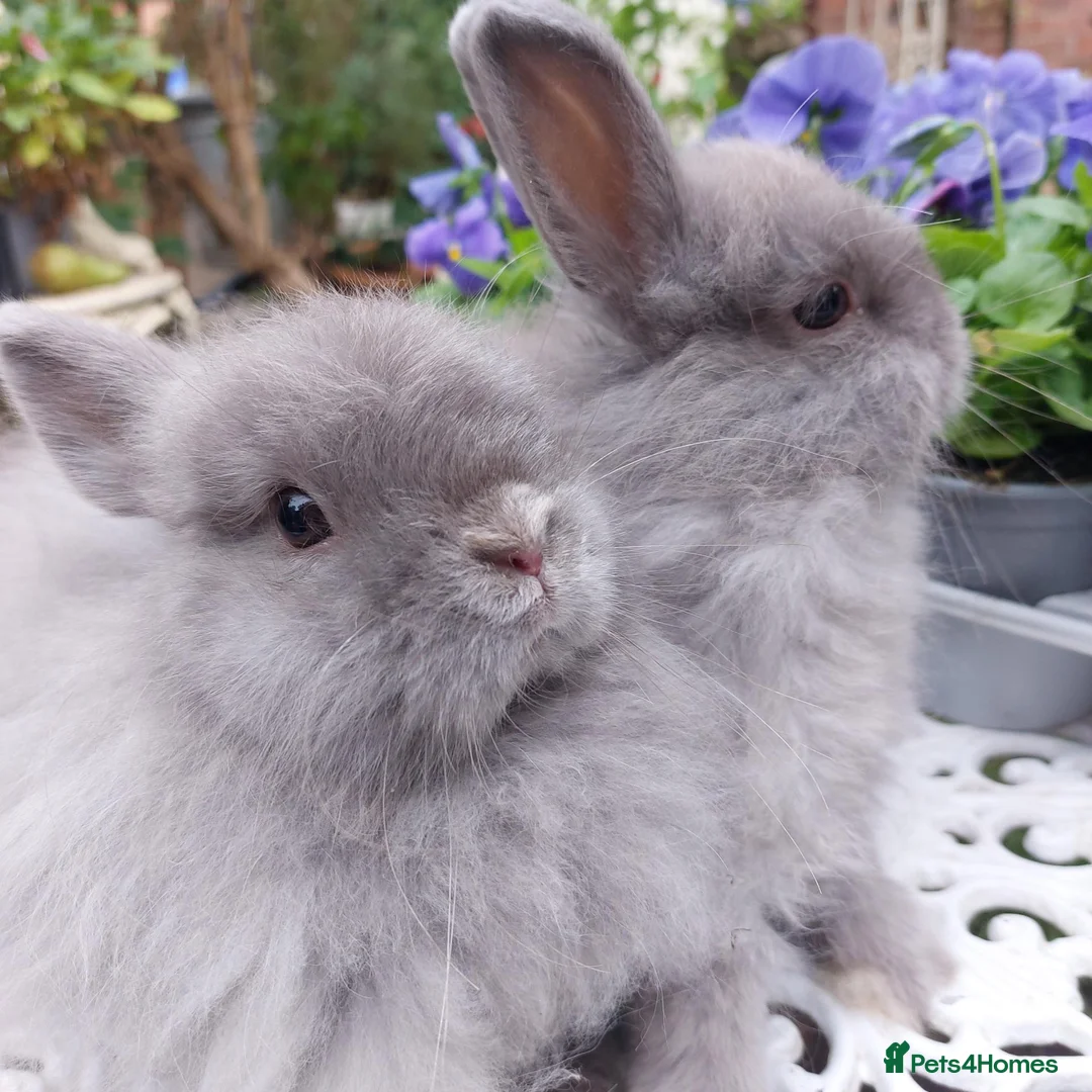 Netherland Dwarf rabbits for sale: STUNNING JERSEY WOOLY X BABIES - Advert 7
