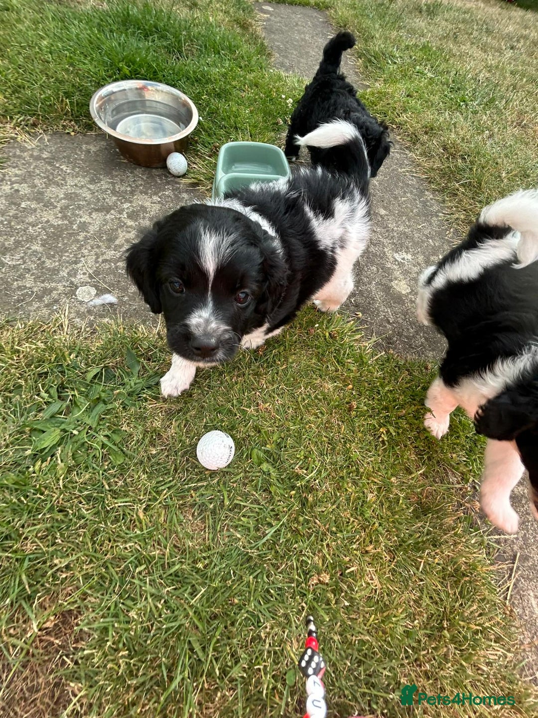 Mixed Breed dogs for sale: **Only 1 Boy Left** Miniture Cavapoo X Sproodle - Image 5