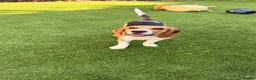 Beagle dogs for sale: Beagle puppy Archie in Pinner - Advert 3