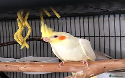 Cockatiels birds for sale: Baby Cockatiels - Image 3