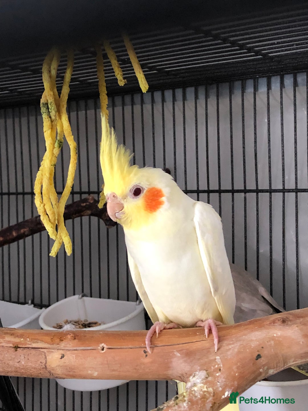 Cockatiels birds for sale: Baby Cockatiels - Image 3