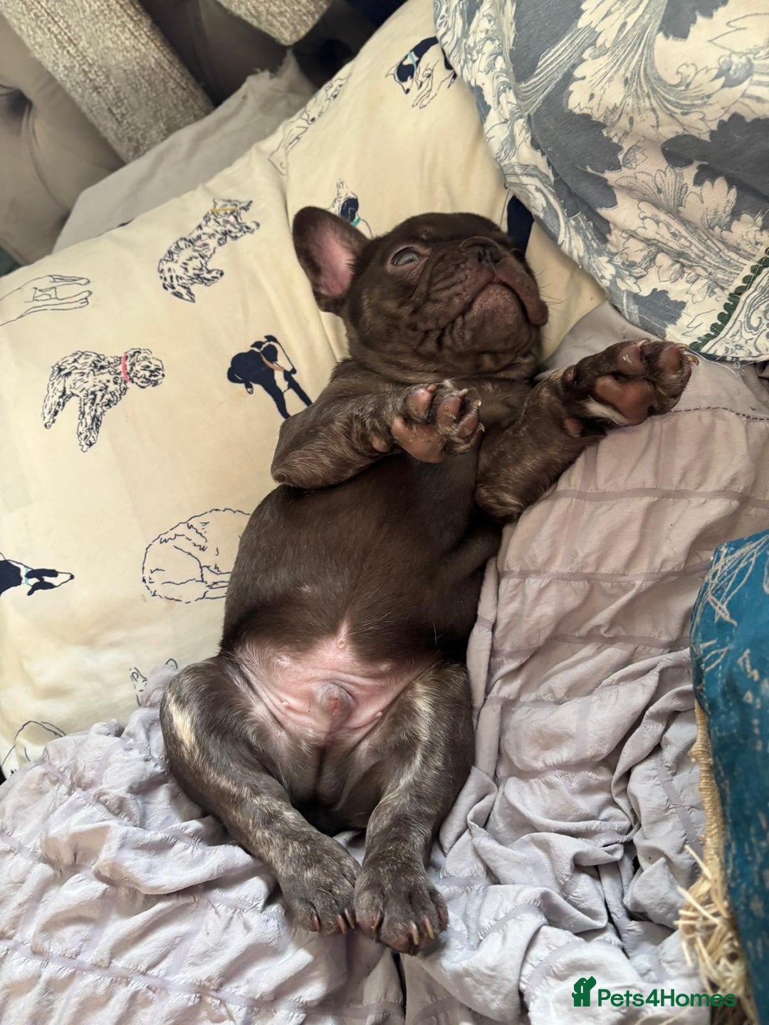 French Bulldog dogs for sale: French bulldog puppies - Advert 2