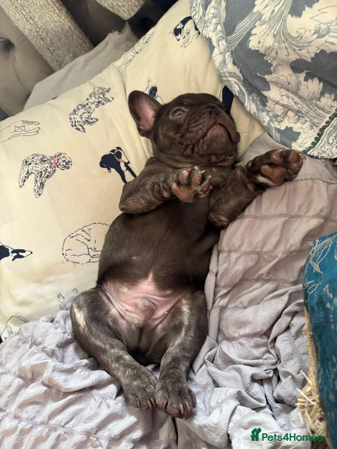 French Bulldog dogs for sale: French bulldog puppies - Advert 2