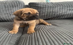 Cane Corso dogs for sale: 5 beautiful cane corso puppies nearly ready to go  - Image 10