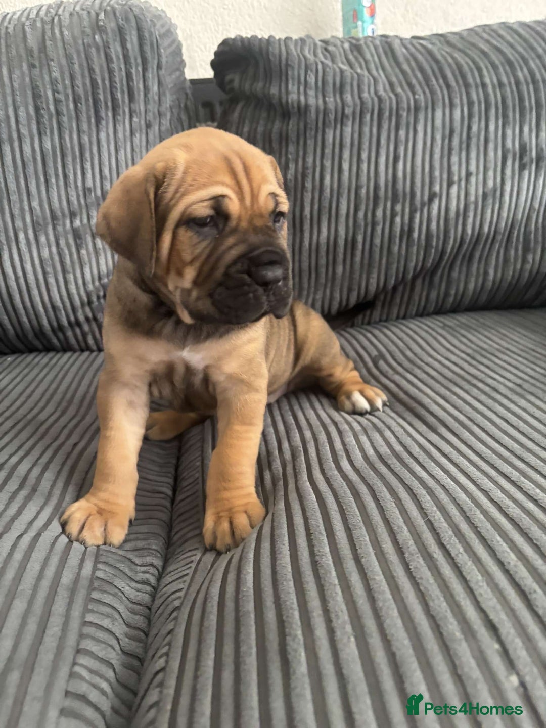 Cane Corso dogs for sale: 5 beautiful cane corso puppies nearly ready to go  - Image 10