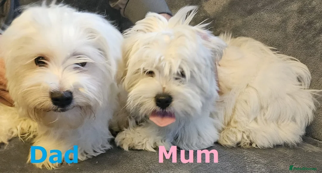 Maltese dogs for sale: Adorable Maltese puppies looking for forever home! - Advert 4