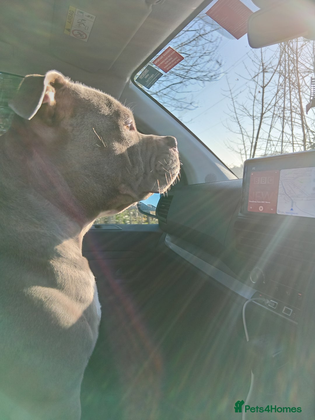 American Bulldog dogs for stud: Pocket bully stud - Advert 4