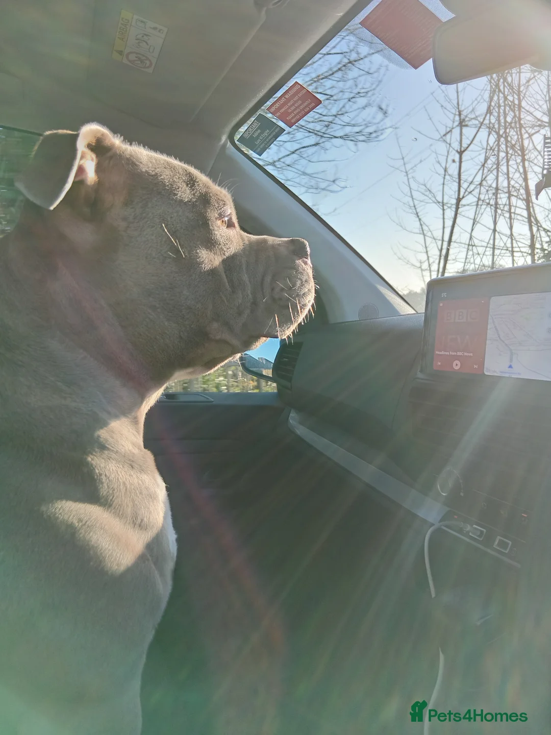 American Bulldog dogs for stud: Pocket bully stud - Advert 4