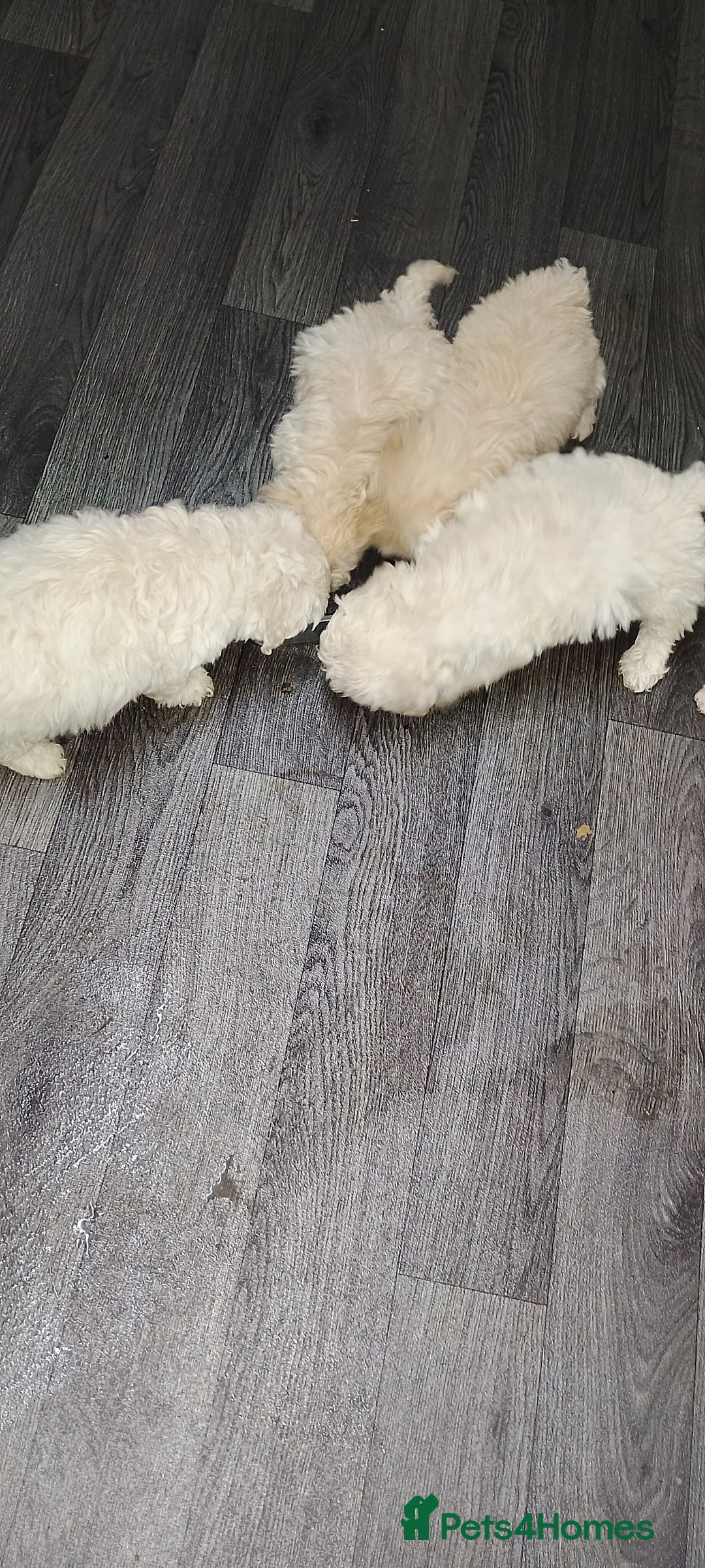 Poochon dogs for sale: Poochon  - Advert 13