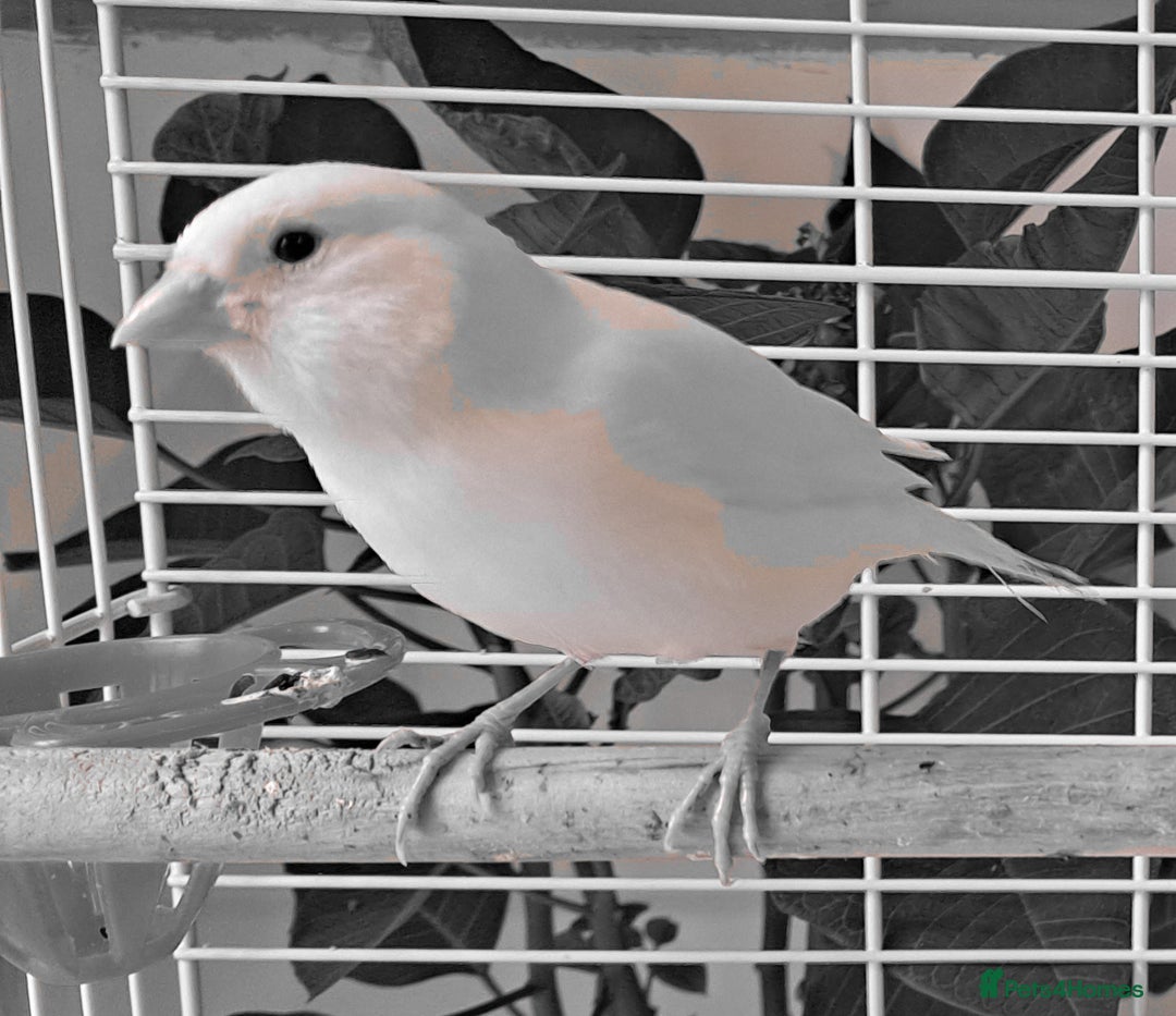 Canaries birds for sale: Canaries  - Advert 12