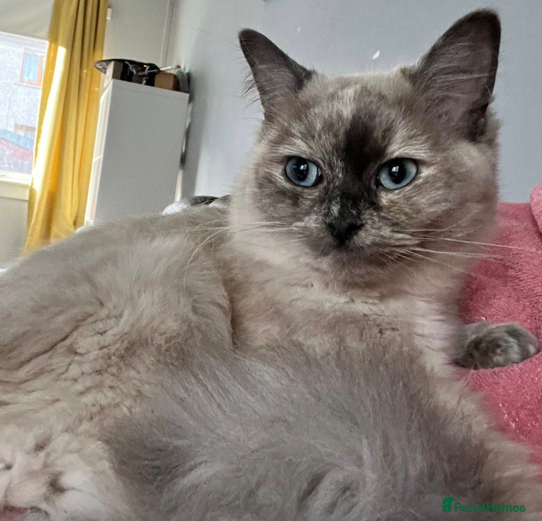 Ragdoll cats Blue mink tortie colourpoint ragdoll - Advert 4