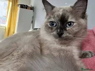 Ragdoll cats Blue mink tortie colourpoint ragdoll - Advert 4