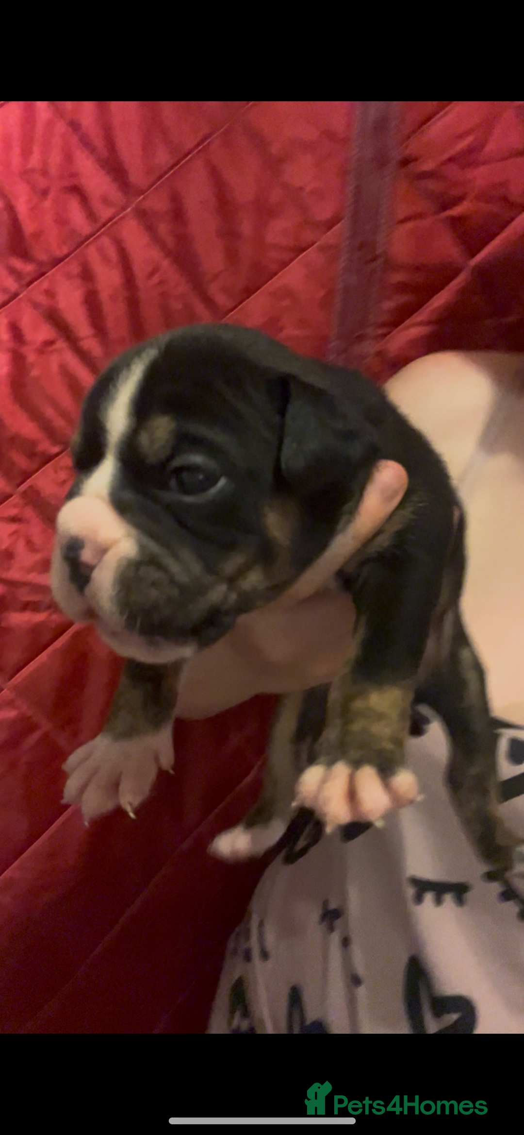Olde English Bulldogge dogs for sale: ‼️⭐️LAST 2⭐️‼️OEB PUPS- Jabbed & Chipped - Image 22