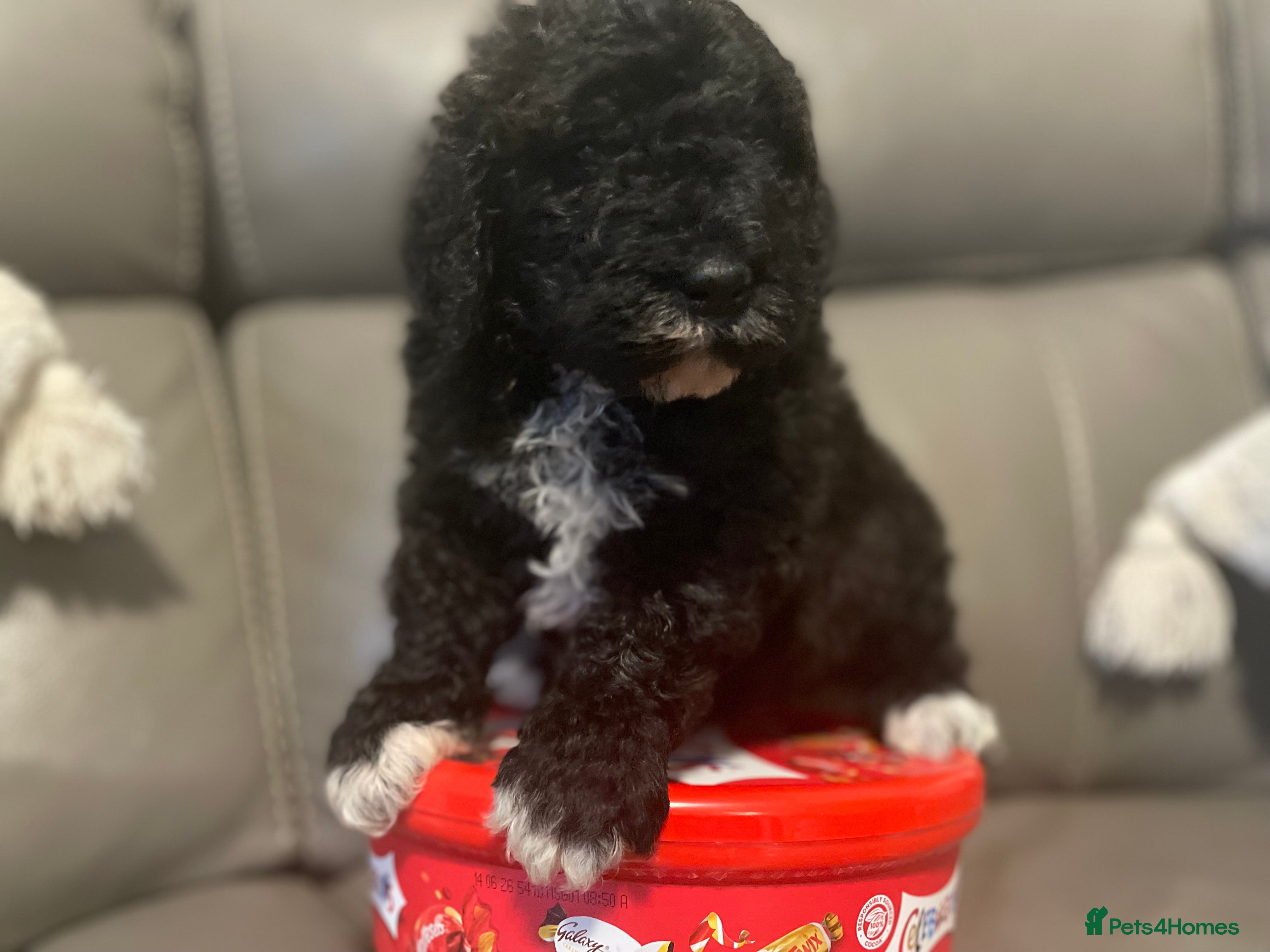 Mixed Breed dogs F1B STANDARD PRA CLEAR STBERNADOODLE - Advert 4