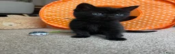 Mixed Breed cats for sale: Gorgeous black kittens ready next week - Advert 4