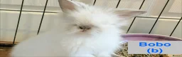 Lionhead rabbits for sale: Double Maned Lionheads Babies - Advert 39