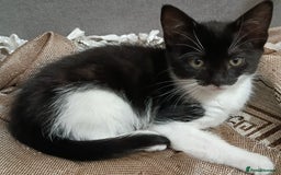 Mixed Breed cats for sale: Adorable kittens  - Image 2