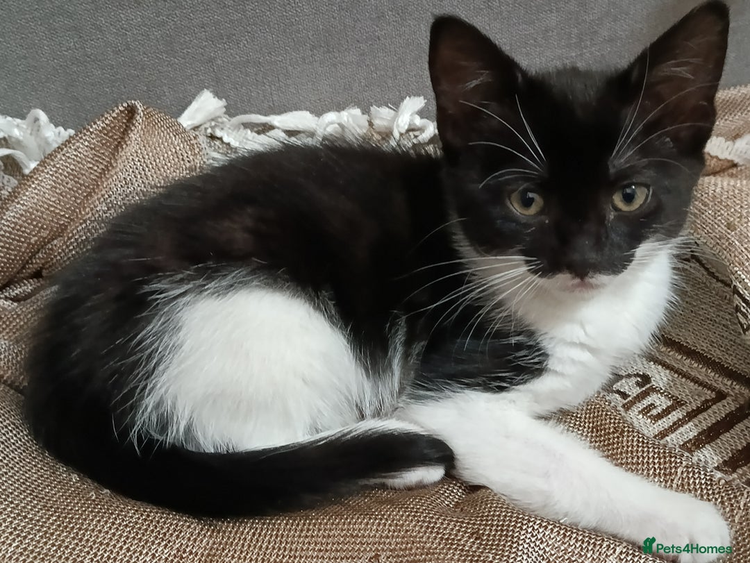 Mixed Breed cats for sale: Adorable kittens  - Image 2