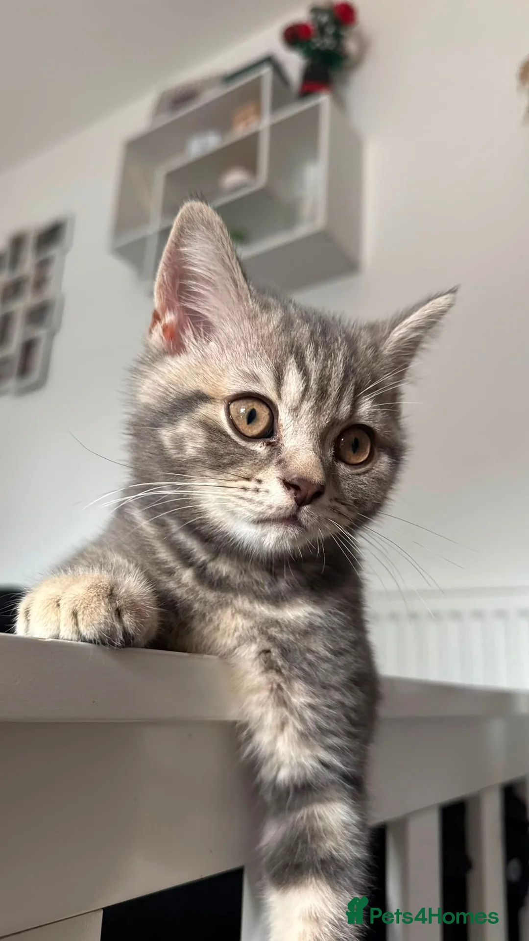British Shorthair cats for sale:  4 gorgeous kittens  💕 in Brandon - Advert 2