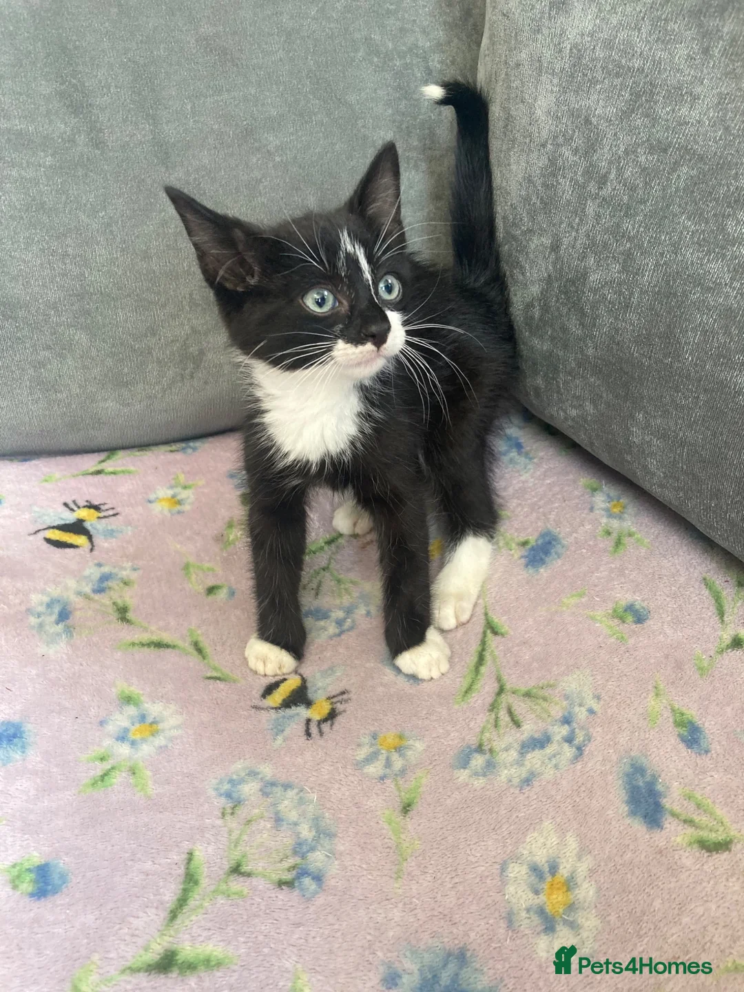 Mixed Breed cats for sale: Last kitten  - Advert 2