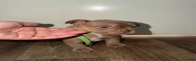 French Bulldog Puppy 4
