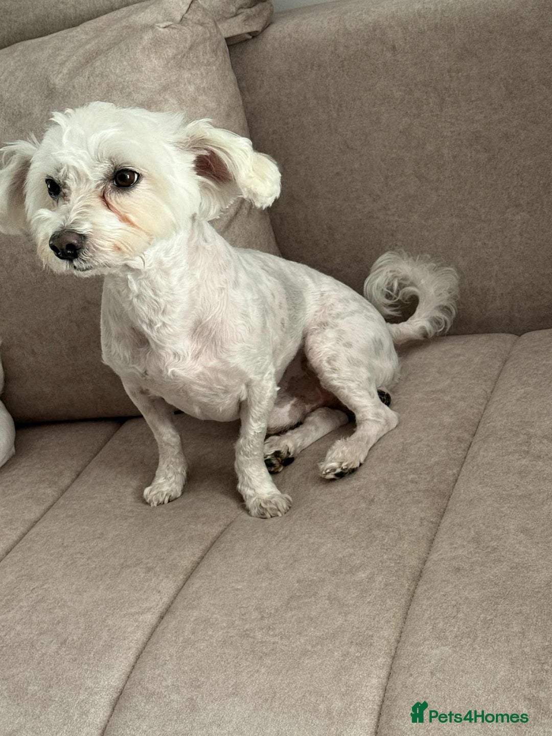 Maltese dogs for stud: Maltese For Stud - Advert 3