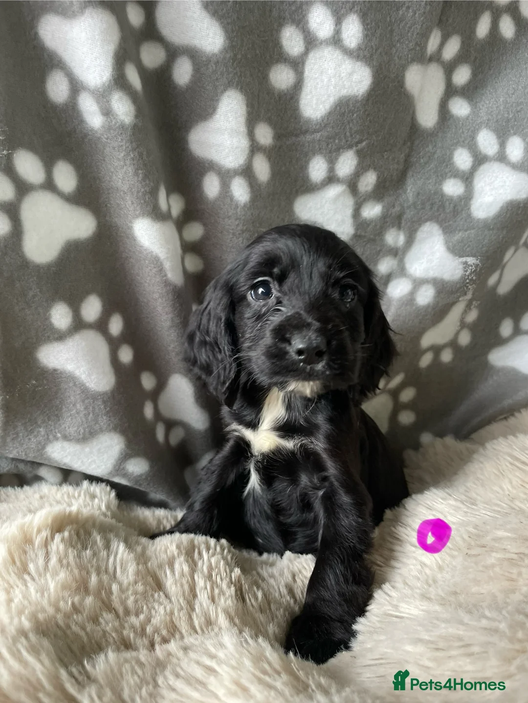 Cocker Spaniel dogs for sale: Working cocker spaniels  - Advert 17